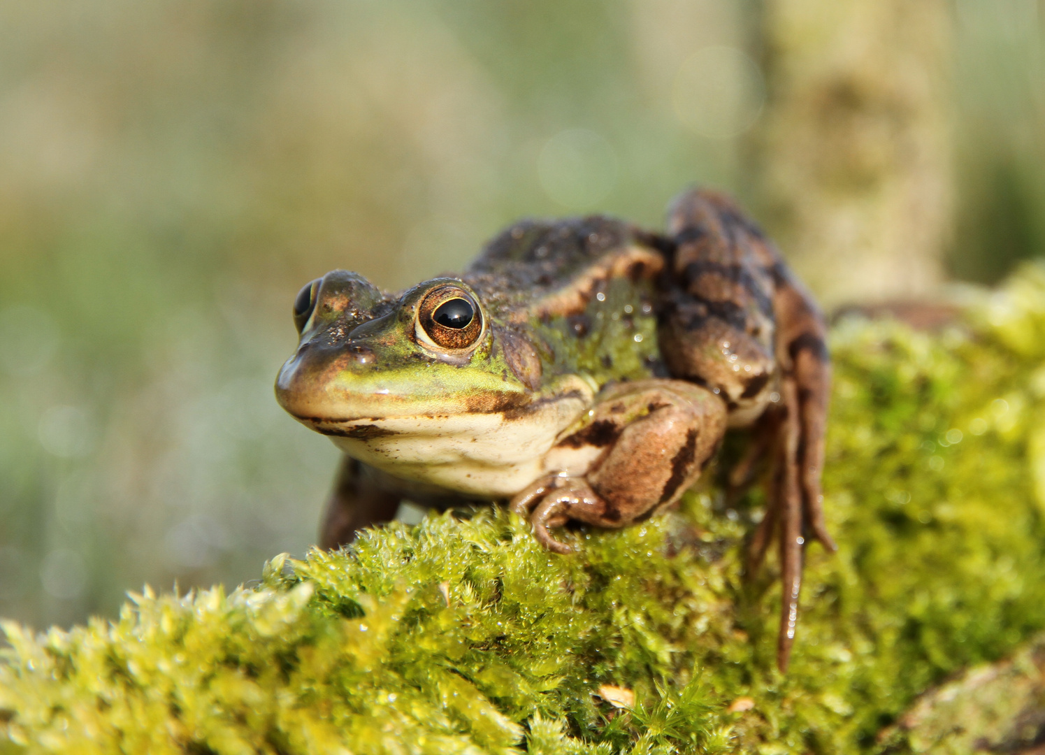 Wasserfrosch