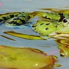 Wasserfrosch