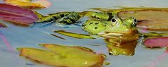 Wasserfrosch