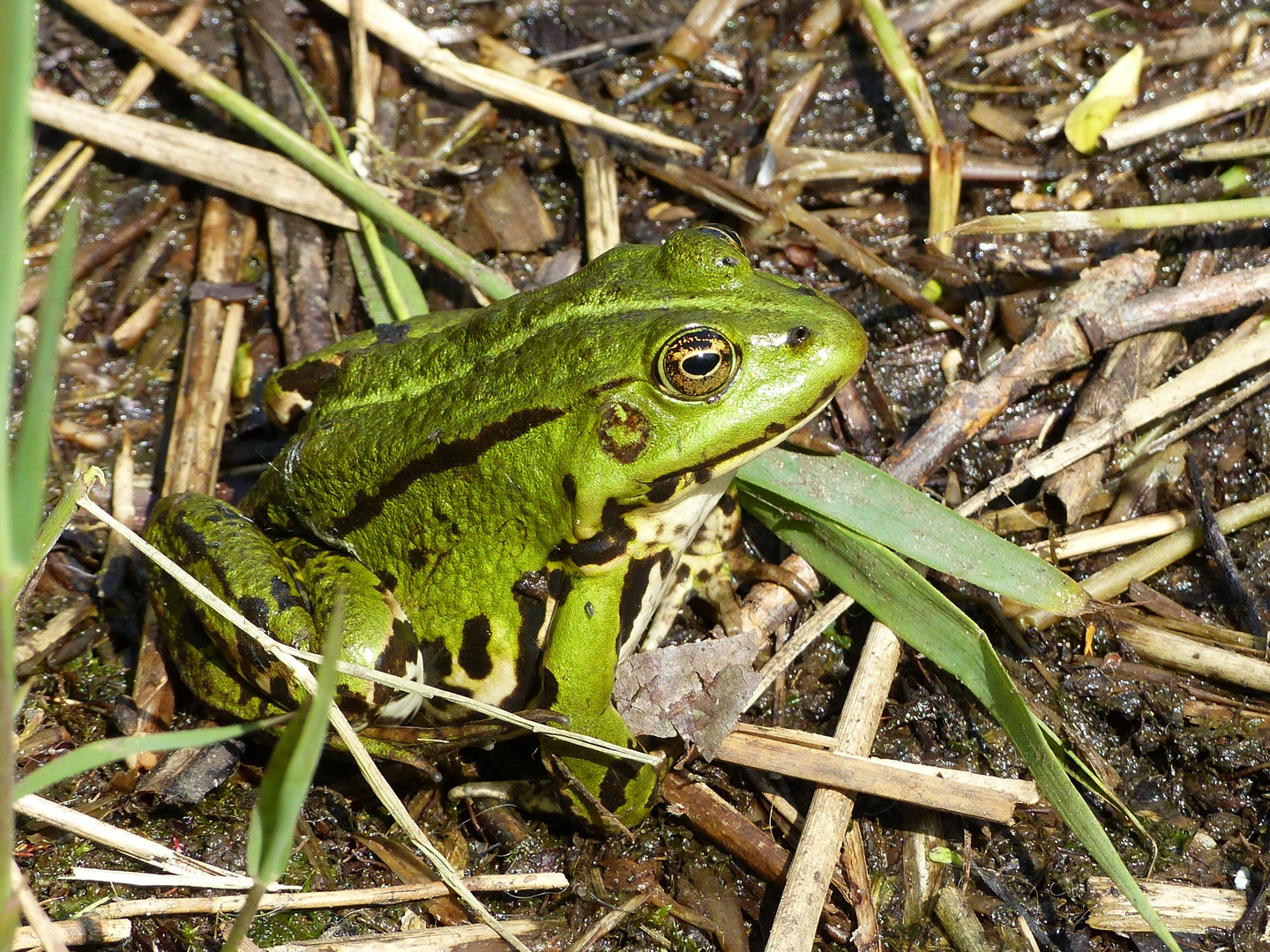 Wasserfrosch