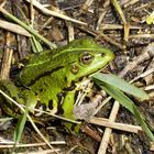 Wasserfrosch