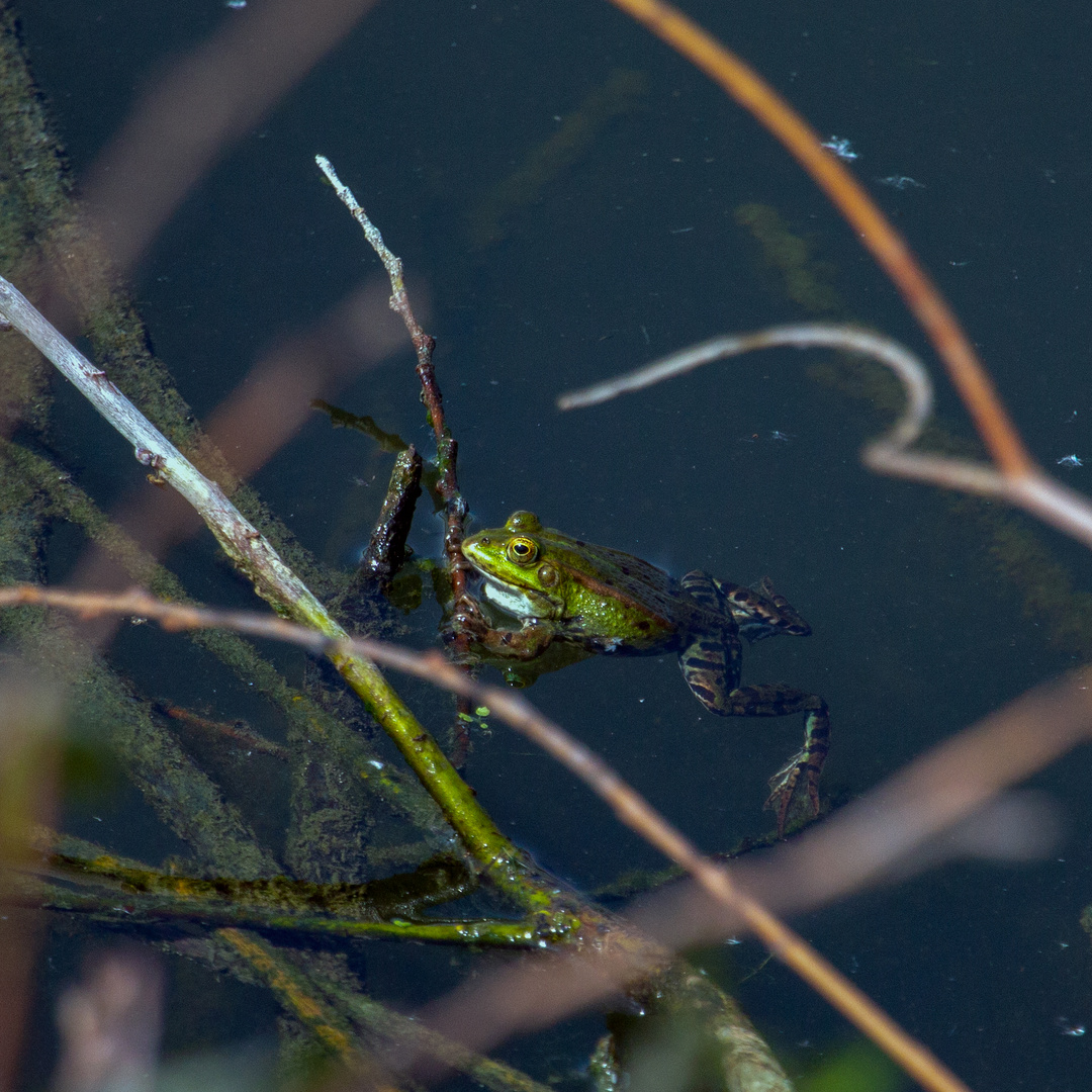 Wasserfrosch