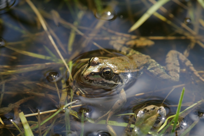 Wasserfrosch