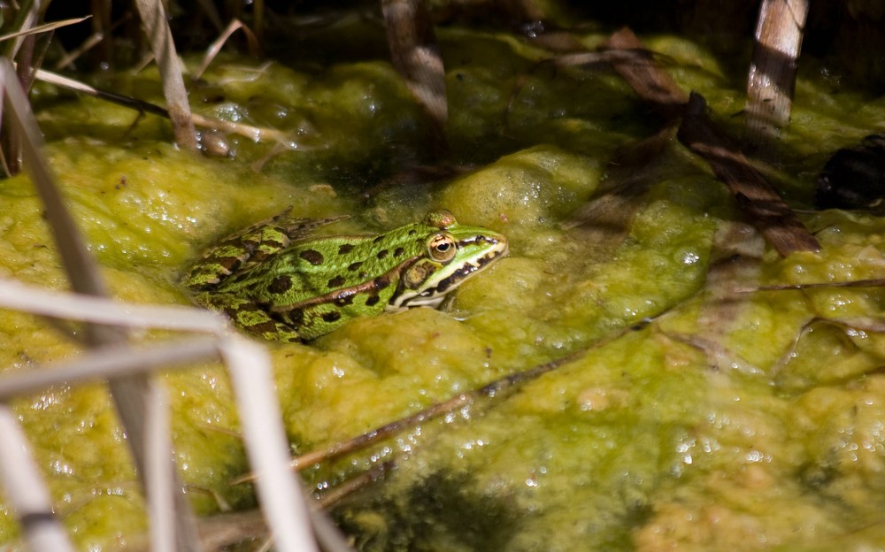 Wasserfrosch