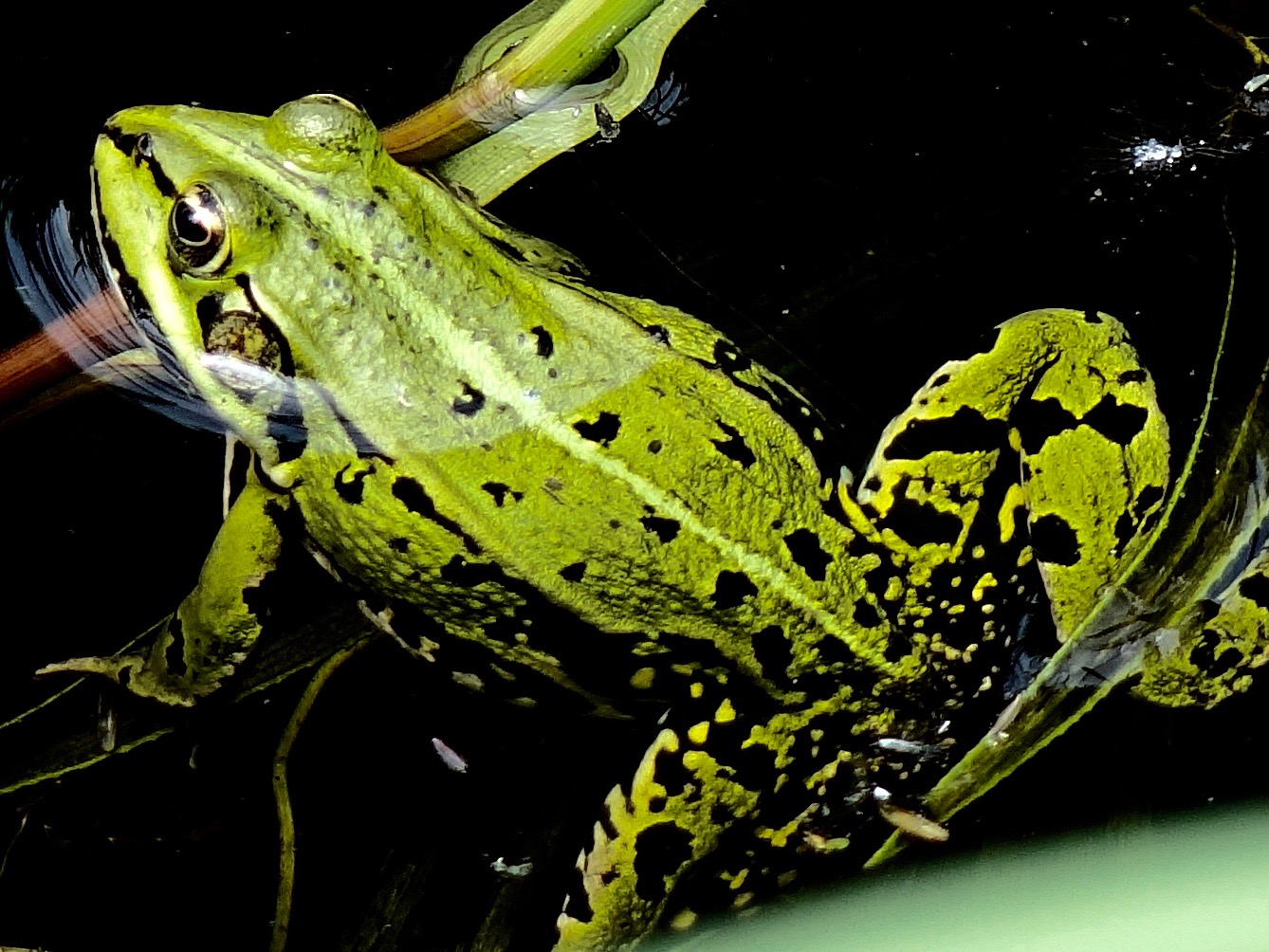 wasserfrosch 