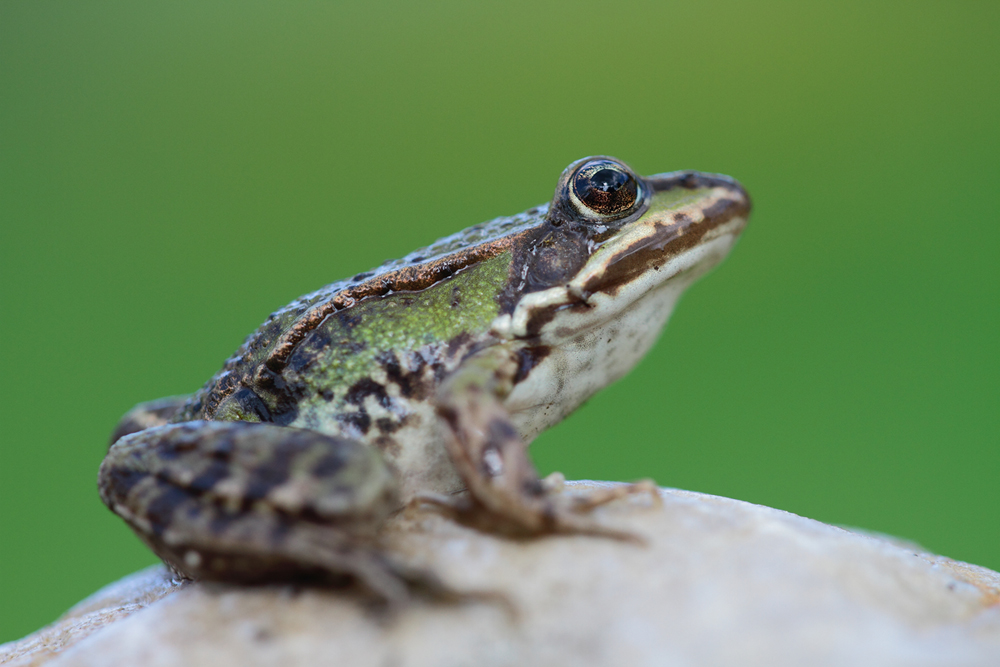 Wasserfrosch