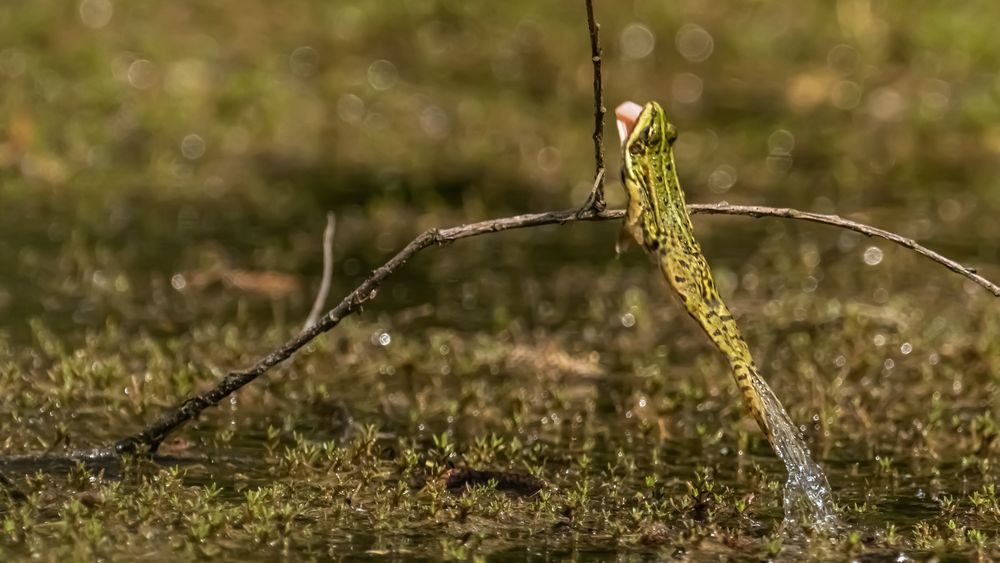 Wasserfrosch