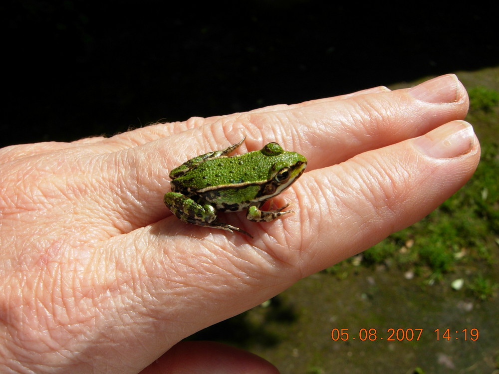 Wasserfrosch