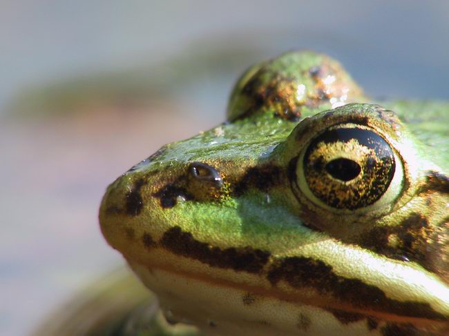 Wasserfrosch