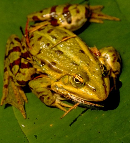 Wasserfrosch