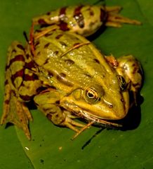 Wasserfrosch