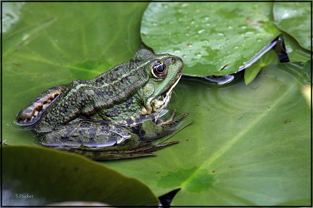 Wasserfrosch