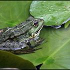 Wasserfrosch