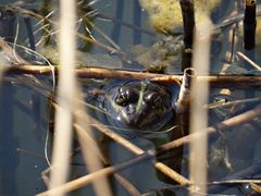 Wasserfrosch