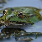 Wasserfrosch