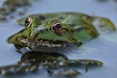 Wasserfrosch