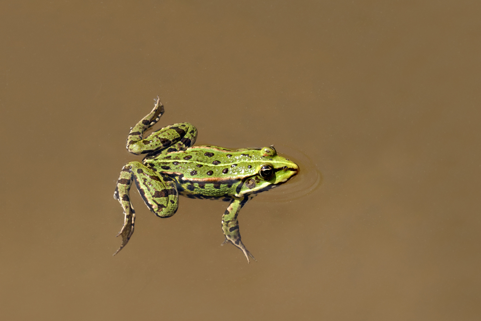 Wasserfrosch