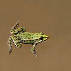 Wasserfrosch