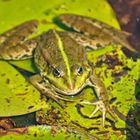 Wasserfrosch