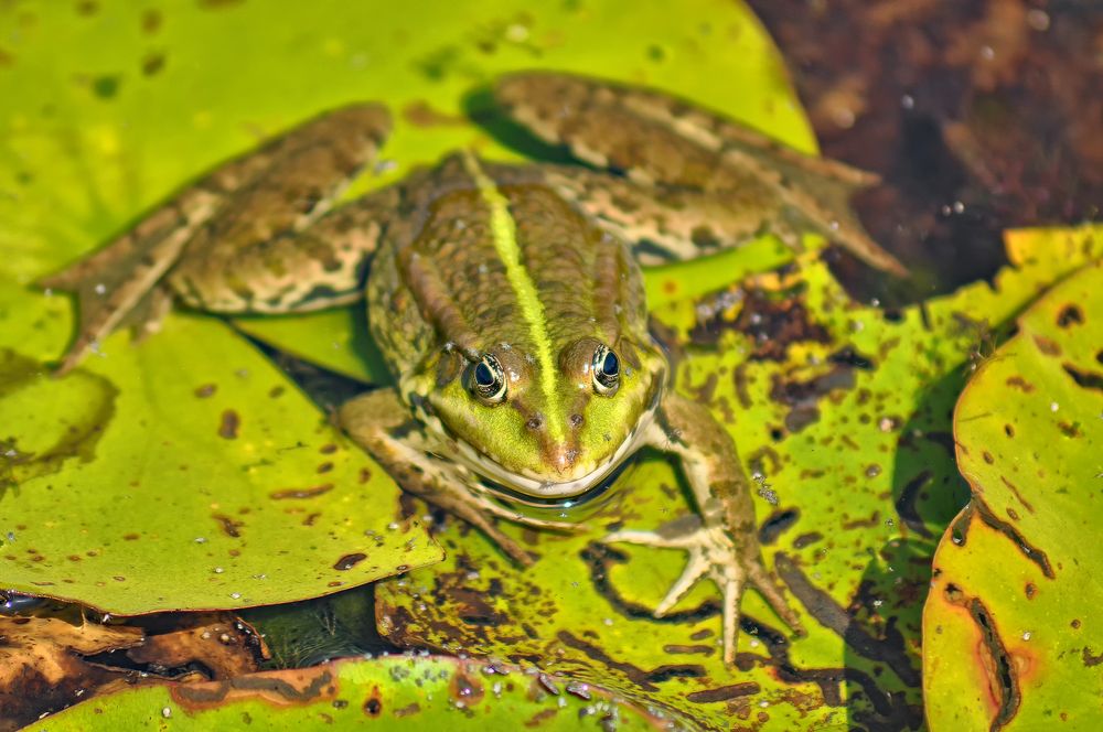 Wasserfrosch