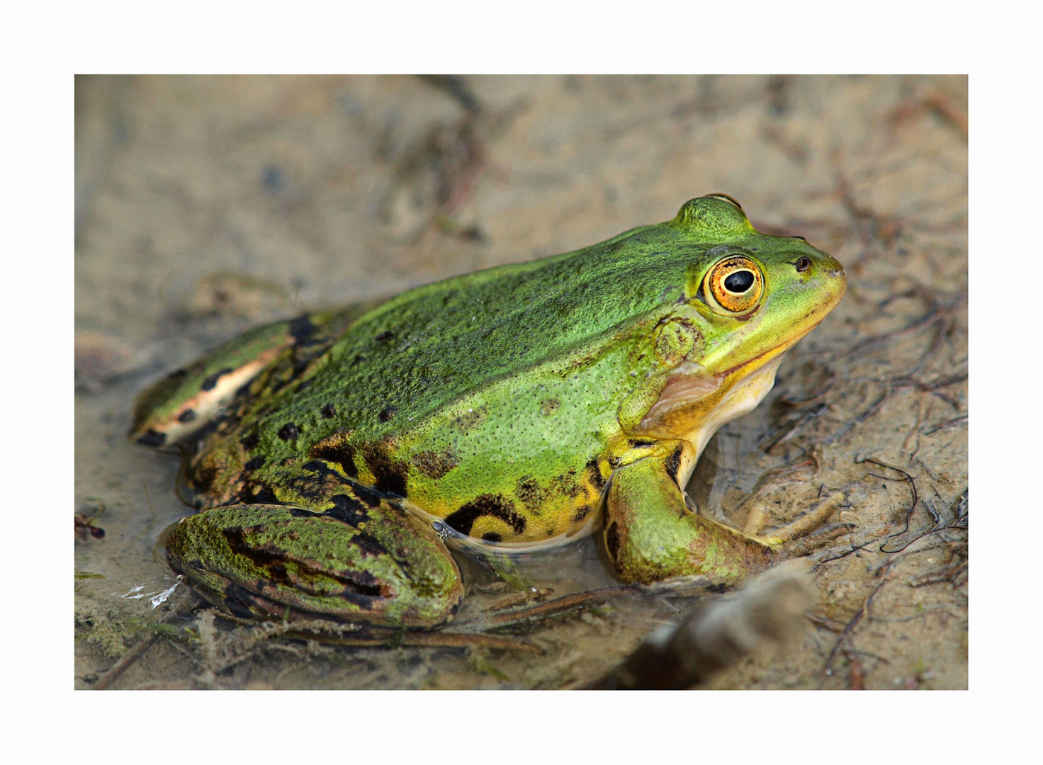 Wasserfrosch