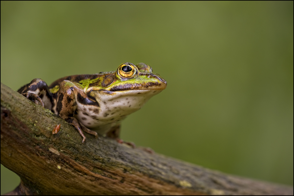 Wasserfrosch