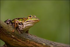 Wasserfrosch