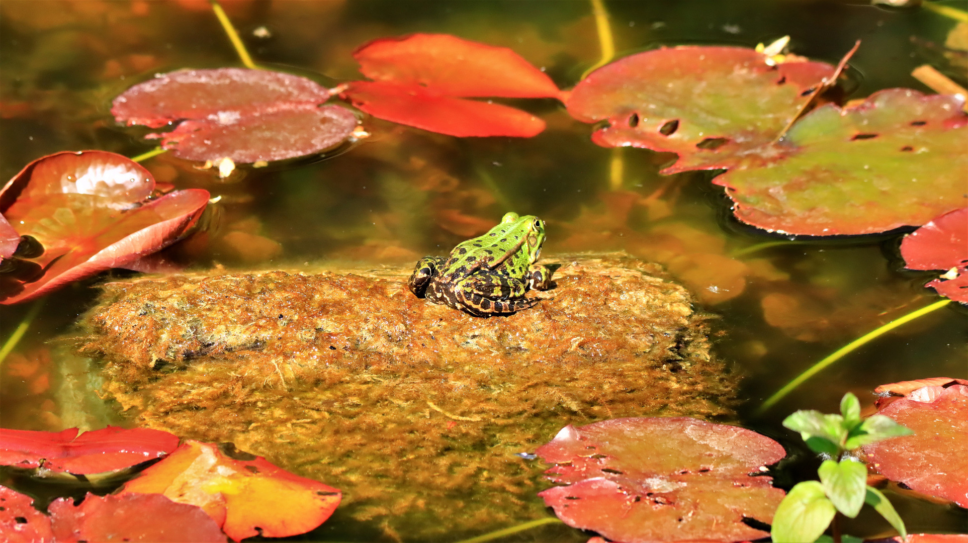 Wasserfrosch