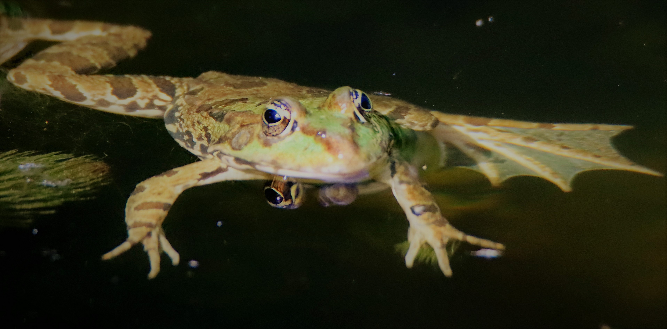 Wasserfrosch