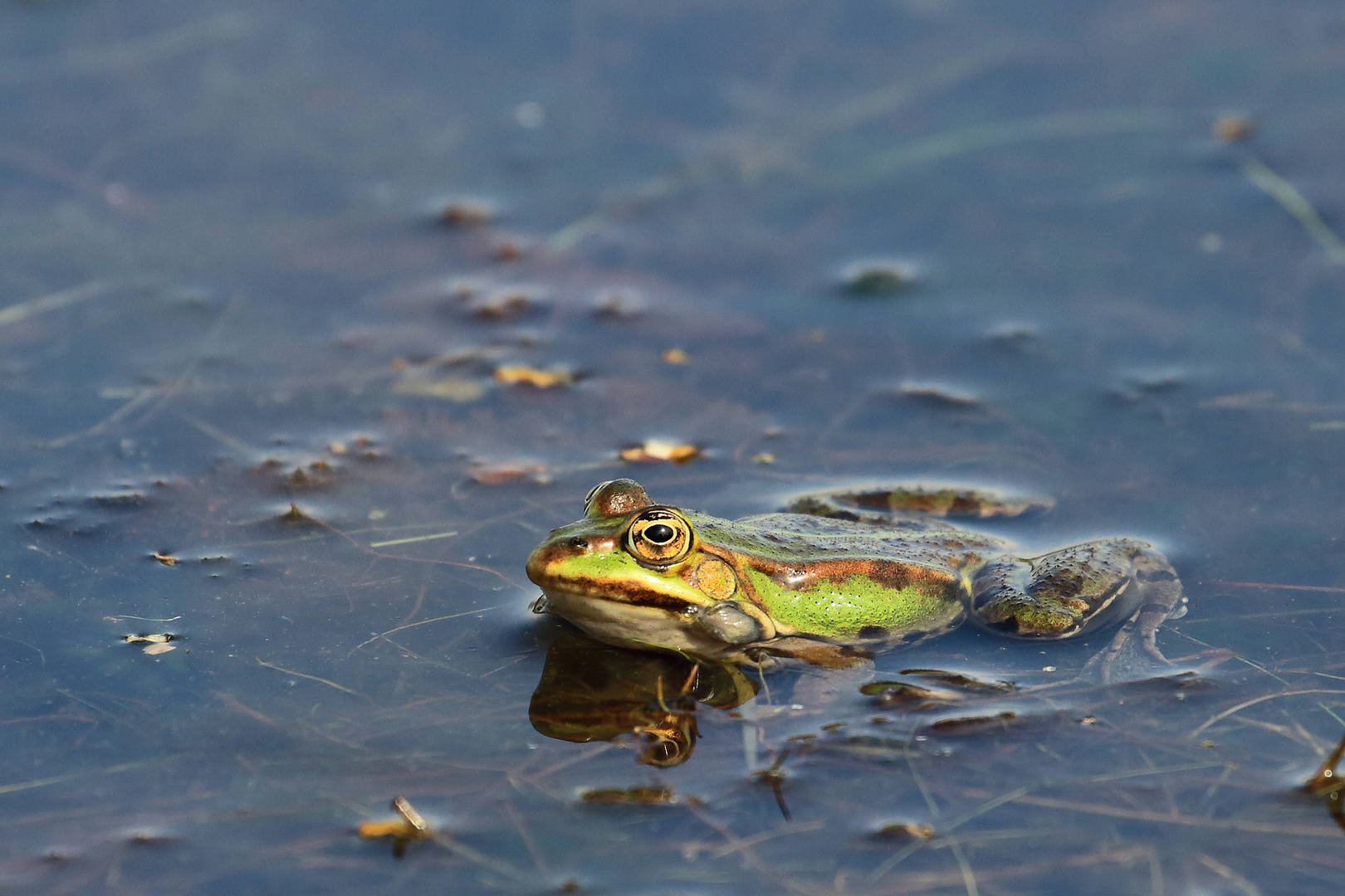 Wasserfrosch 