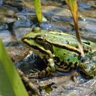 Wasserfrosch