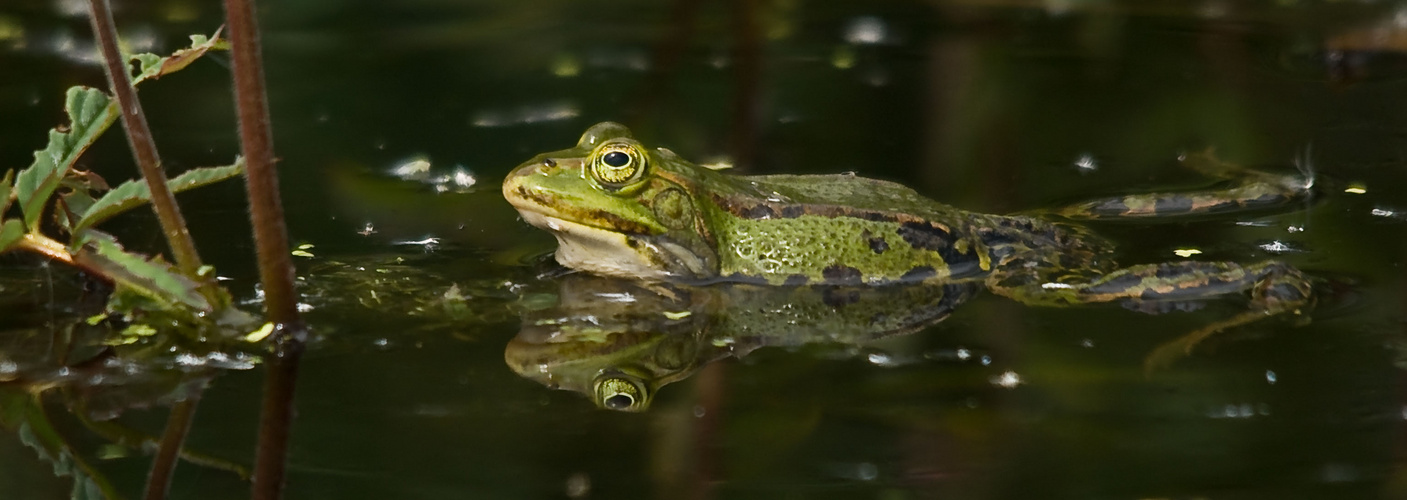 Wasserfrosch