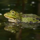 Wasserfrosch