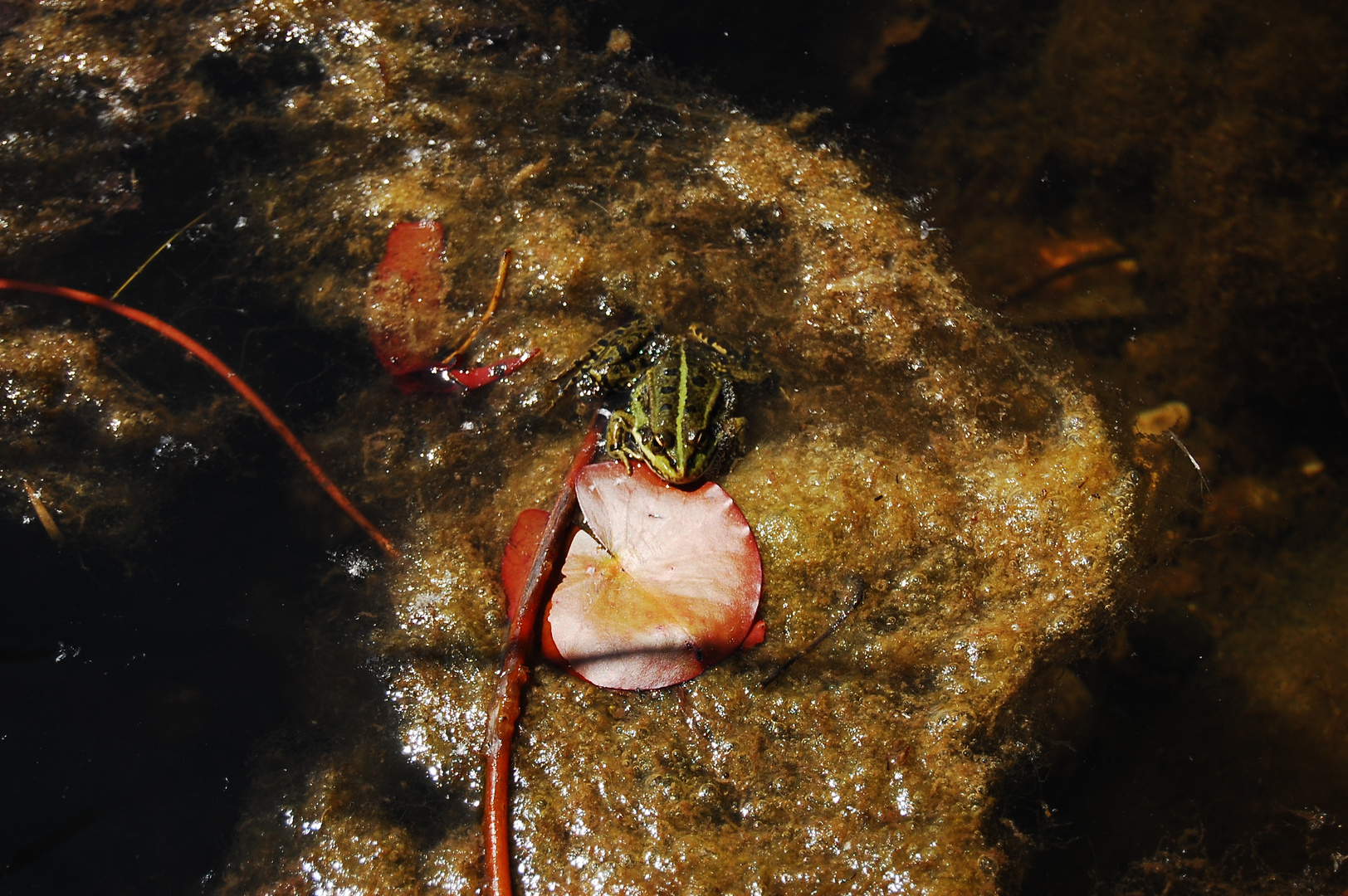 Wasserfrosch