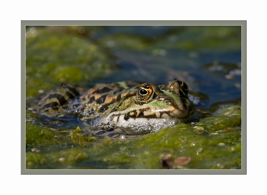 Wasserfrosch