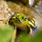 Wasserfrosch