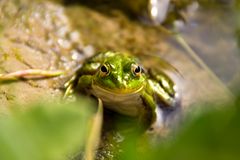 Wasserfrosch