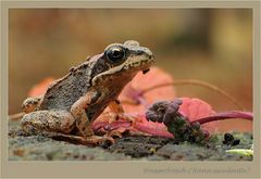 Wasserfrosch