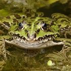 Wasserfrosch