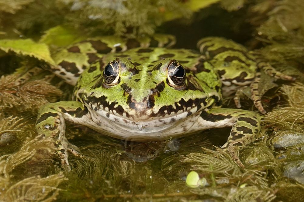 Wasserfrosch