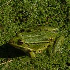 Wasserfrosch