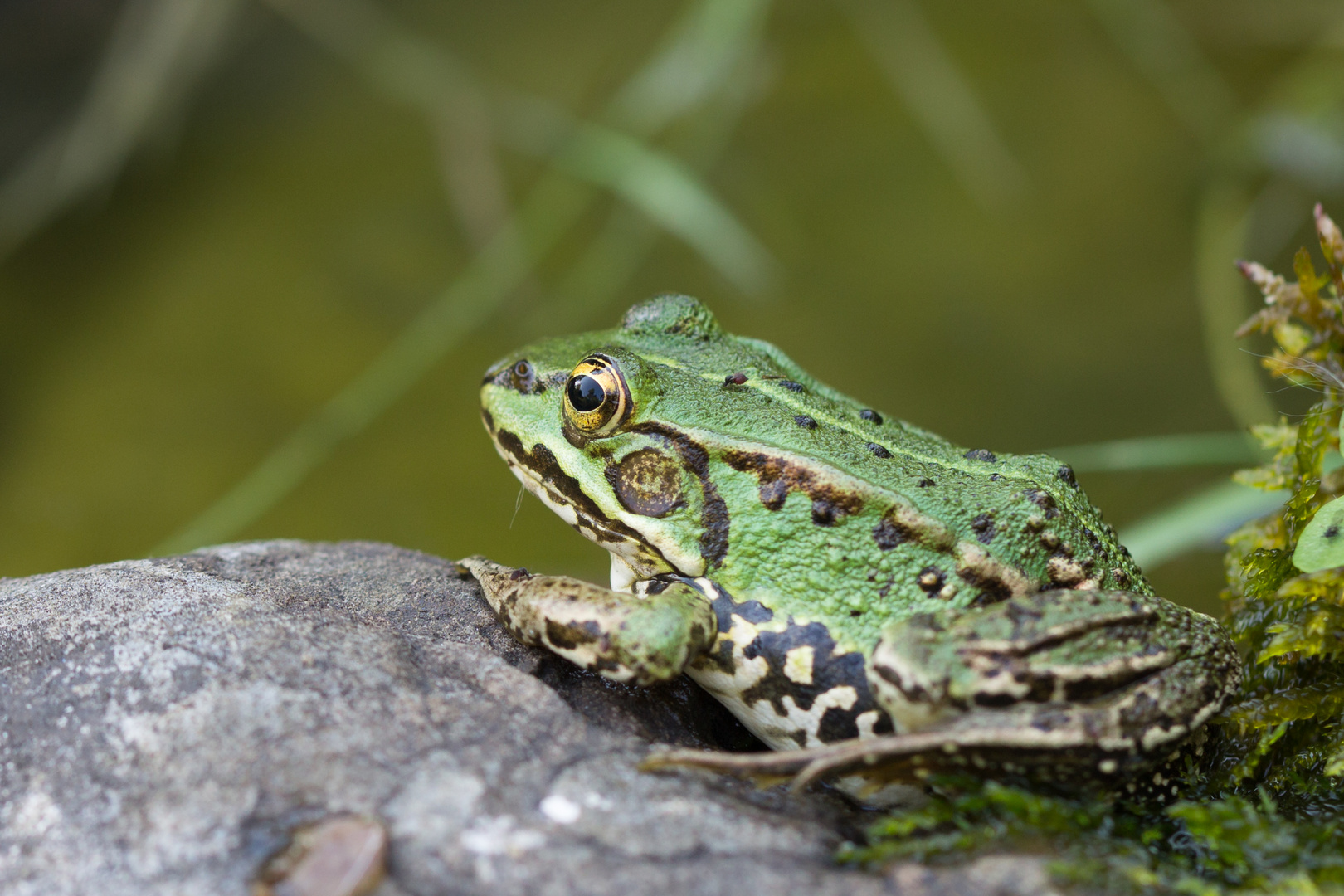 Wasserfrosch