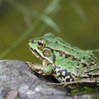 Wasserfrosch