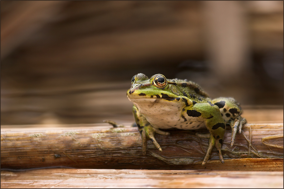 Wasserfrosch