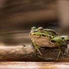 Wasserfrosch