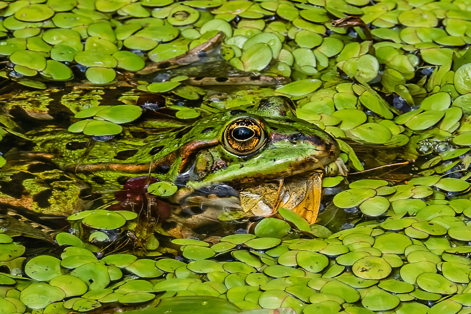 Wasserfrosch