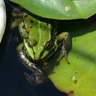 Wasserfrosch