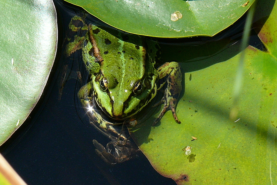 Wasserfrosch