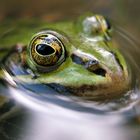 Wasserfrosch