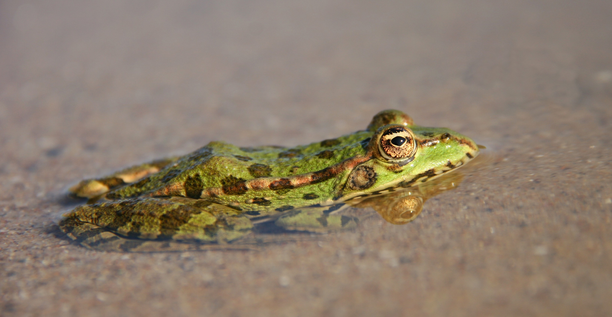 Wasserfrosch